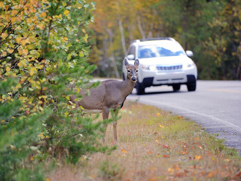 Deer Collision Season in Maryland: How to Reduce Damage and Stay Safe